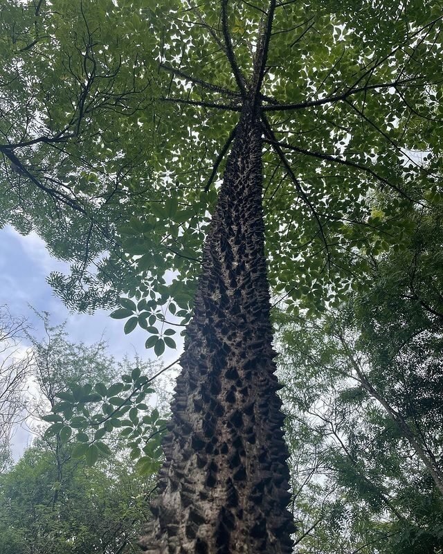 Bombax ceiba