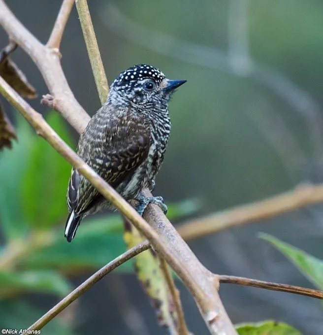 Ecuadorian Piculet (Picumnus sclateri) 