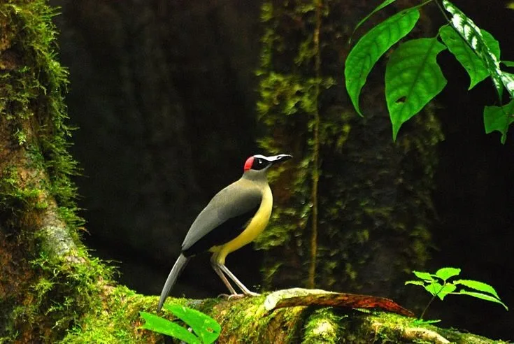 Grey-necked Rockfowl