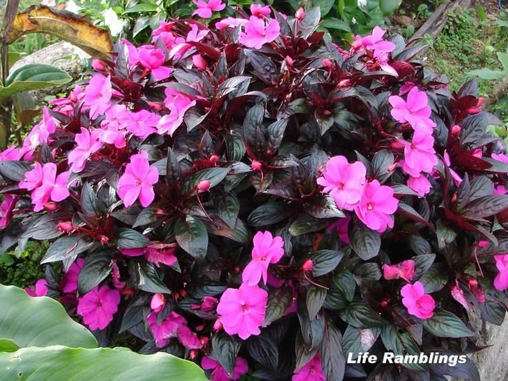 Impatiens 