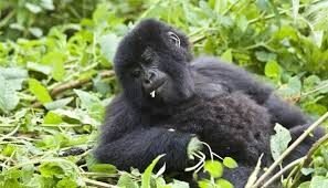Cross River National Park Gorilla