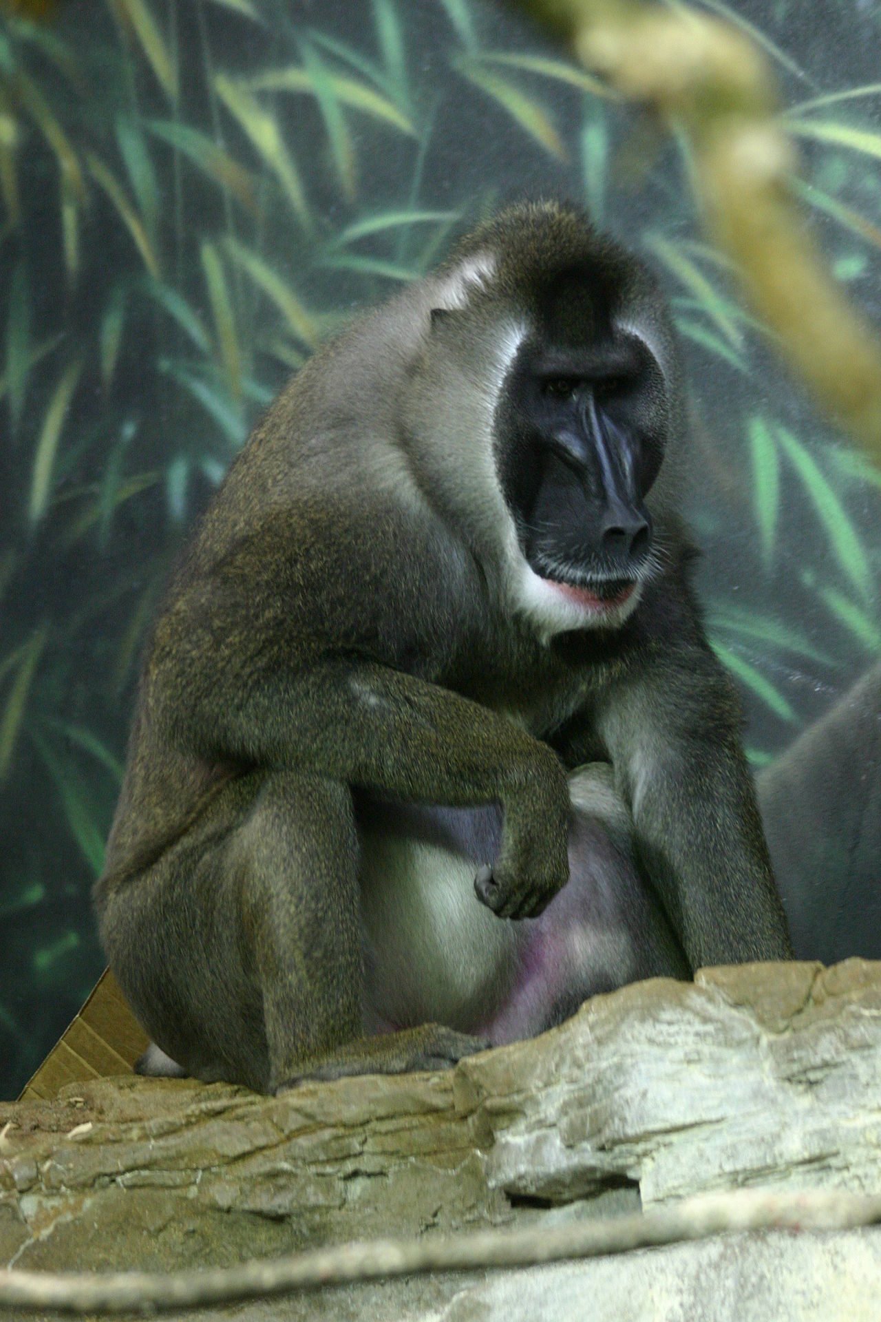 The Gorilla